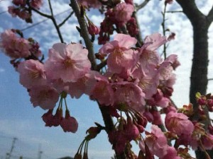 H28新境内地の桜